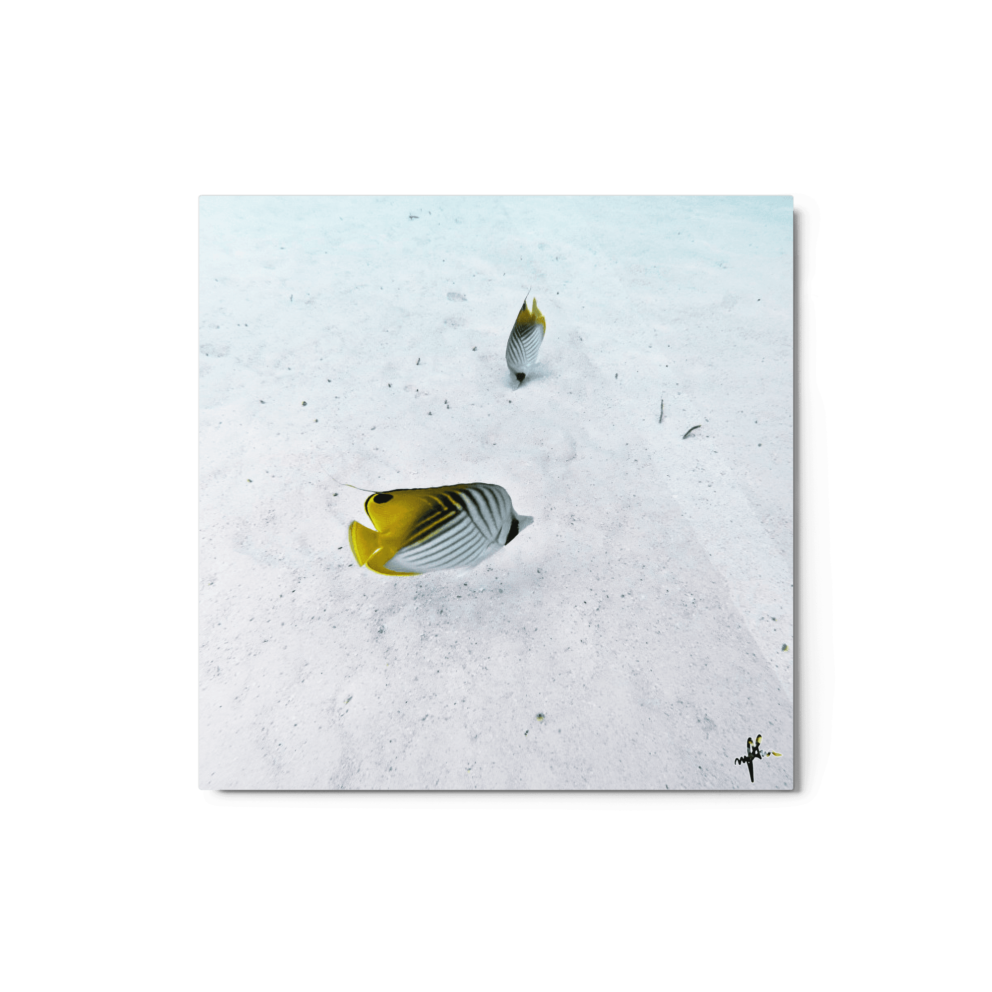 Queen Angelfish - Morrea, Tahiti