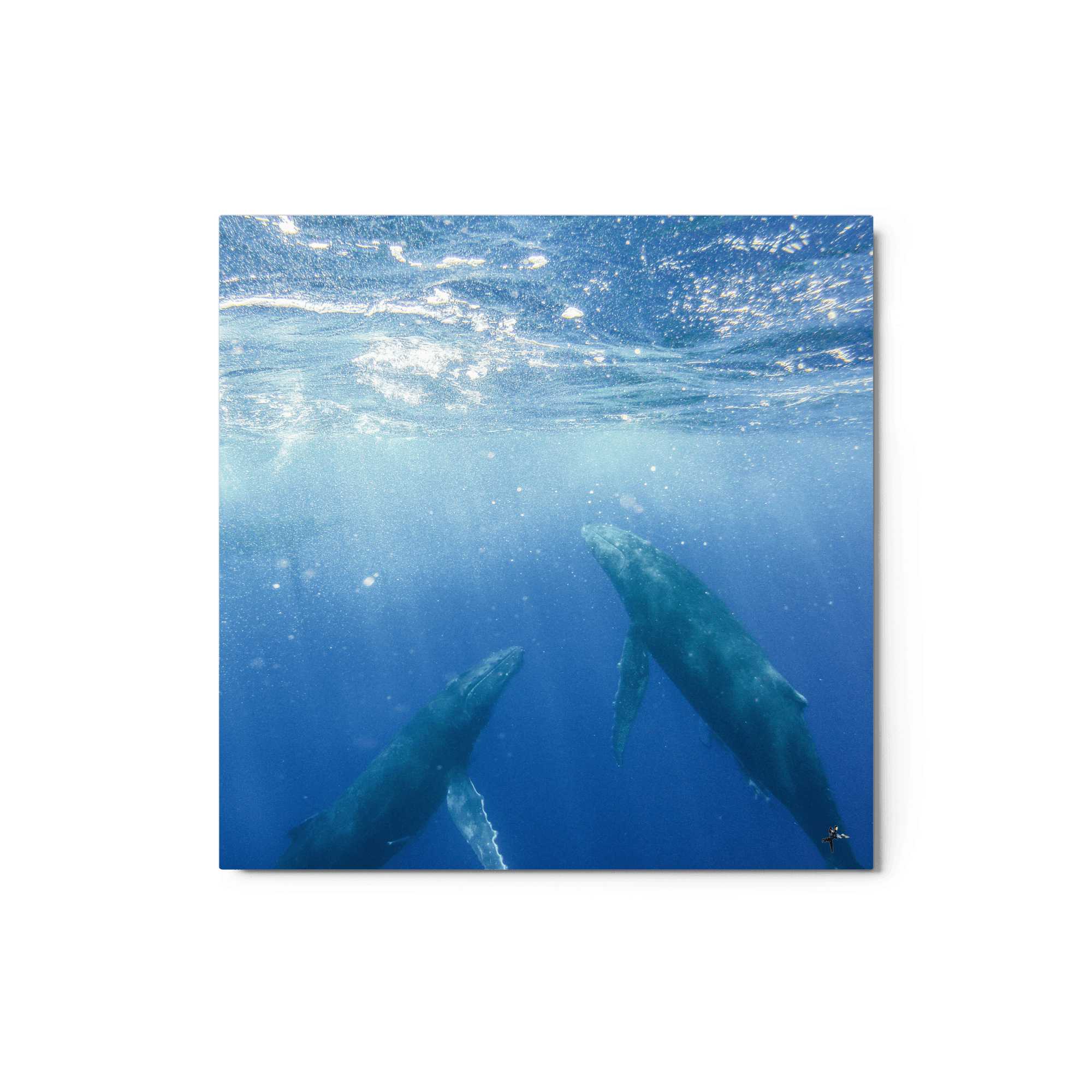 Humpbacks - Tonga